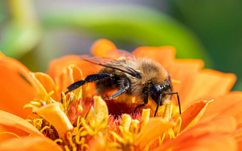 a honey bee sits on top of a orange flower