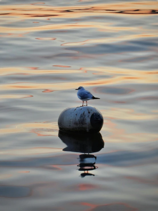 a bird is sitting on top of a rock in water