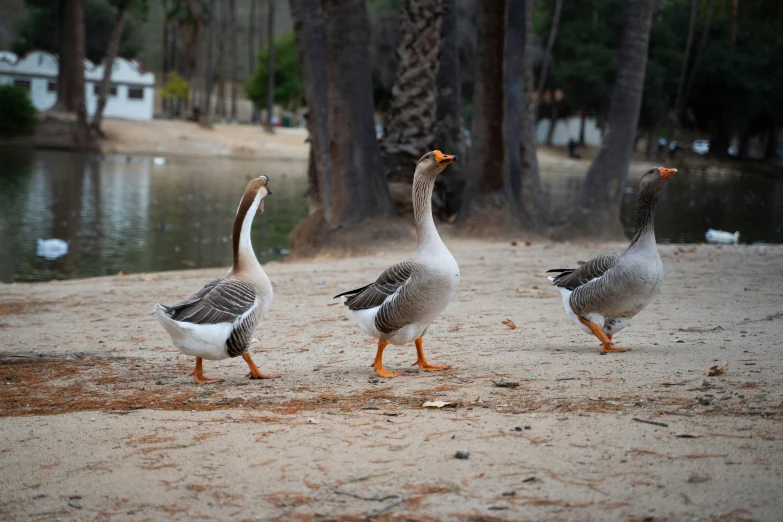 three birds walk along a wet beach near a lake