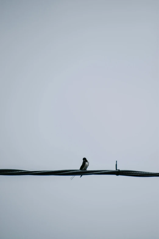 two birds sitting on the edge of the roof of a building