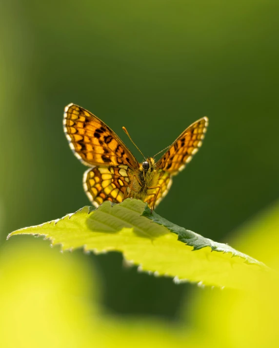 a erfly sitting on top of a leaf on a green leaf