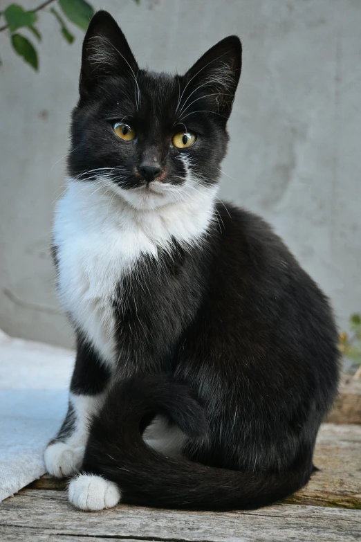 a black and white cat with big eyes sitting on a ledge