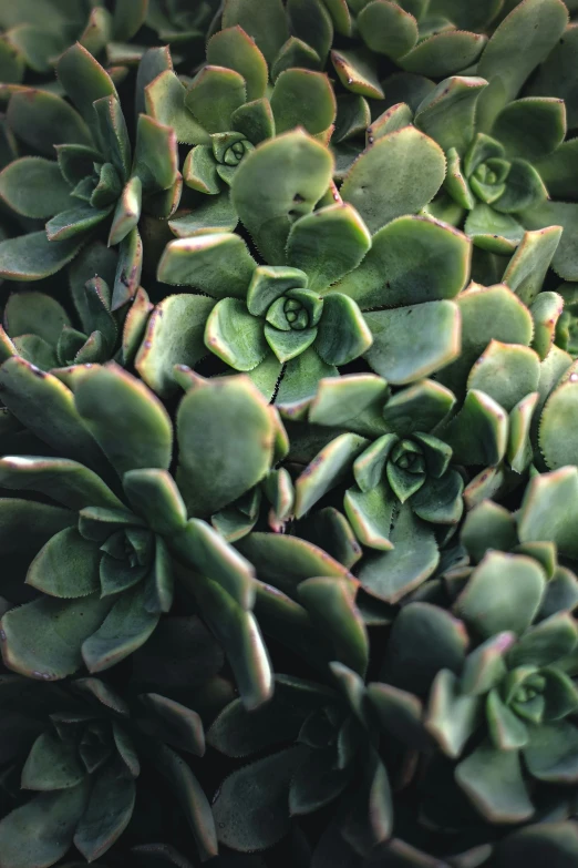 green plants with white tips that appear to be on top of each other