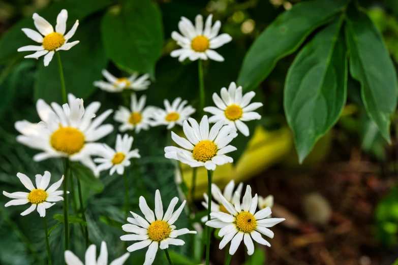 white daisies are on display in a green garden