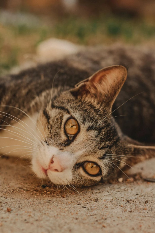 a gray cat laying on top of a road