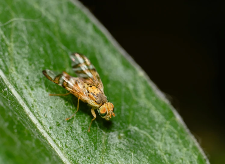 a close up of a fly perched on a leaf