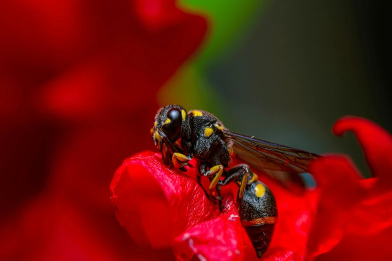 a bee sitting on a flower with a green background