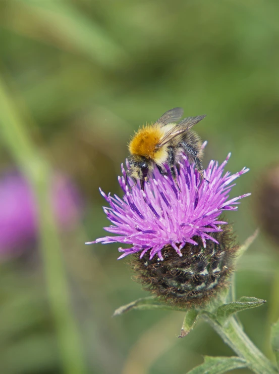 a bee is sitting on top of purple flowers