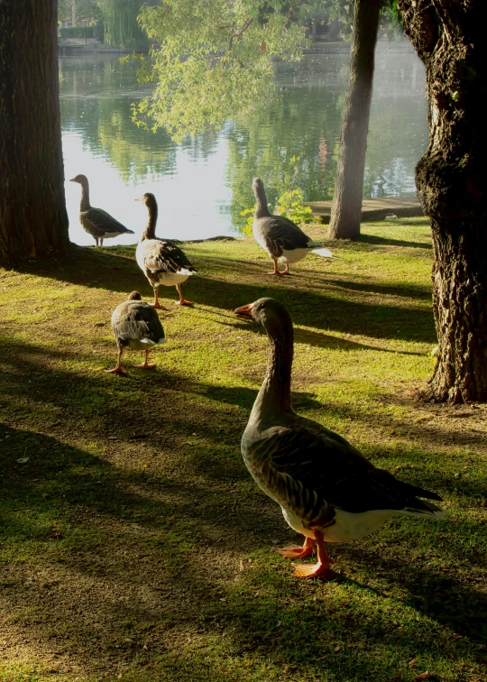 several ducks are walking near the water behind trees