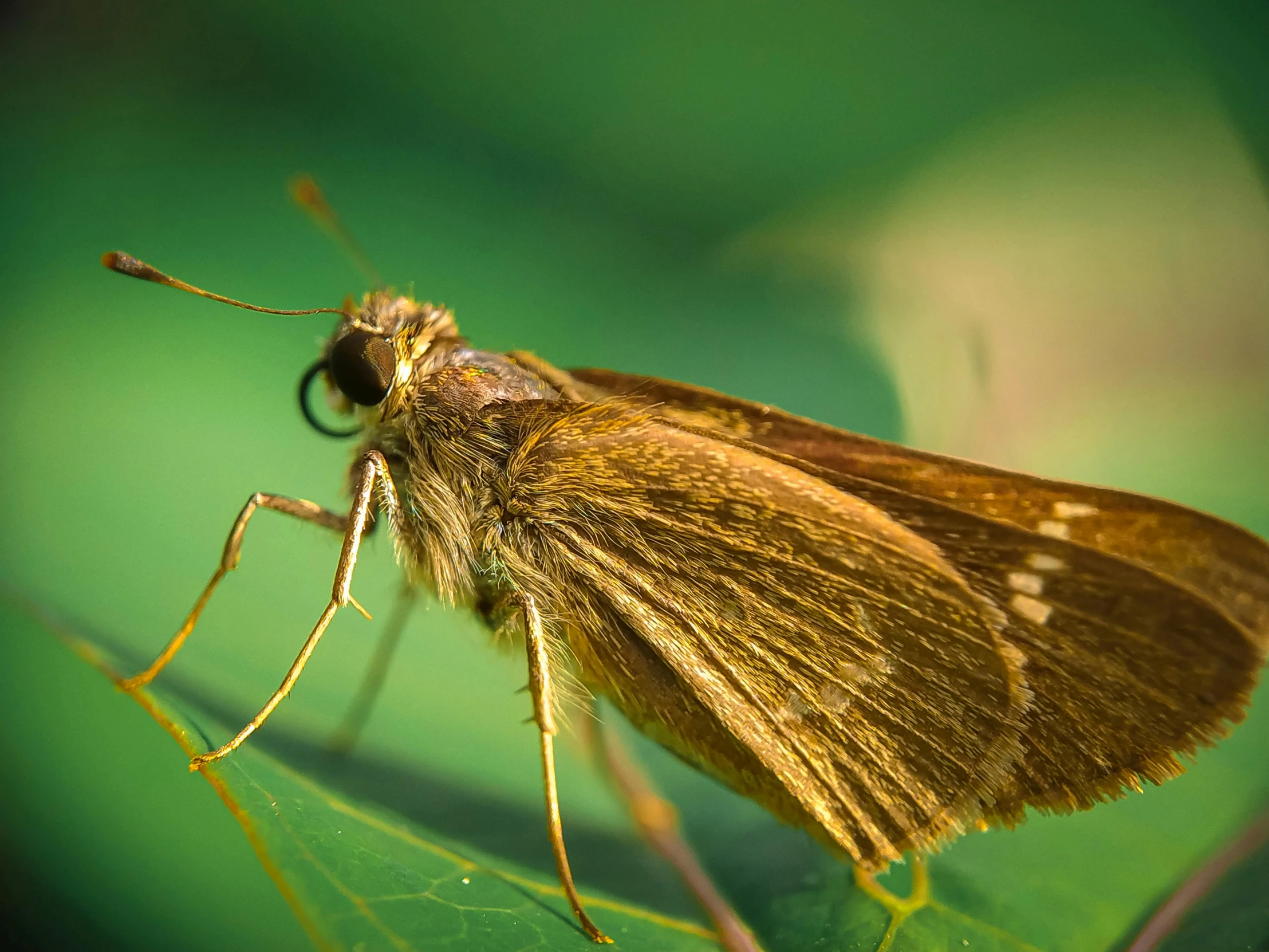 a yellow and black insect with long legs on a green leaf