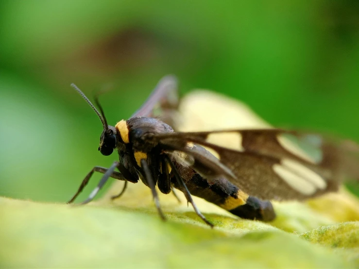 a bee sitting on a leaf and looking around