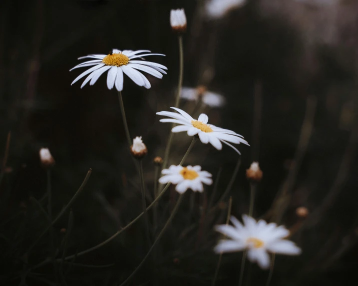 two white daisies sitting in the foreground of some other flowers