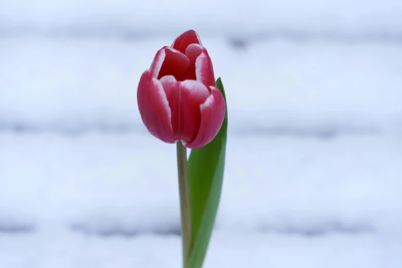 a single tulip with one flower on the stem