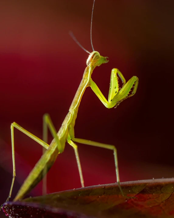 the close up of a praying mantisca