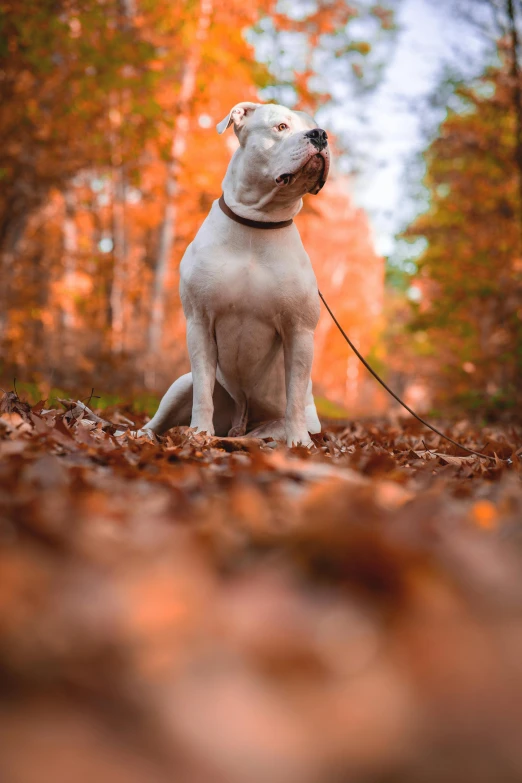 a dog sitting in a park full of leaves and trees