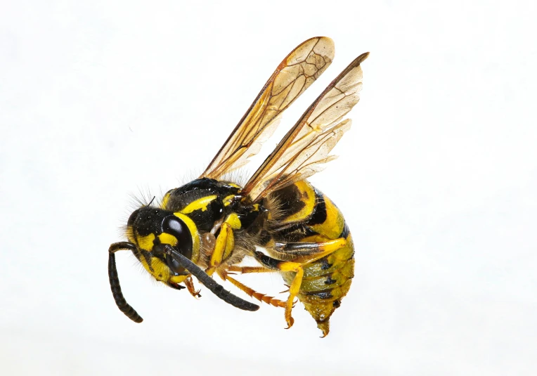 a yellow and black bee is flying across the air