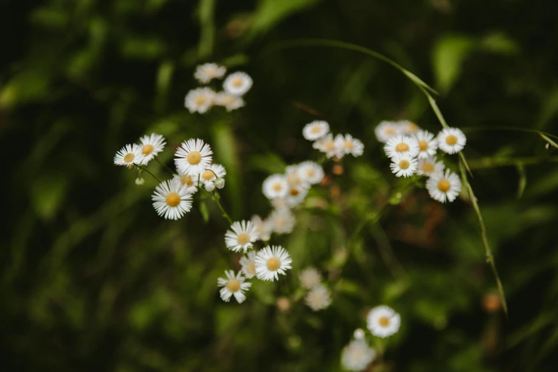 flowers are blooming in the woods outside