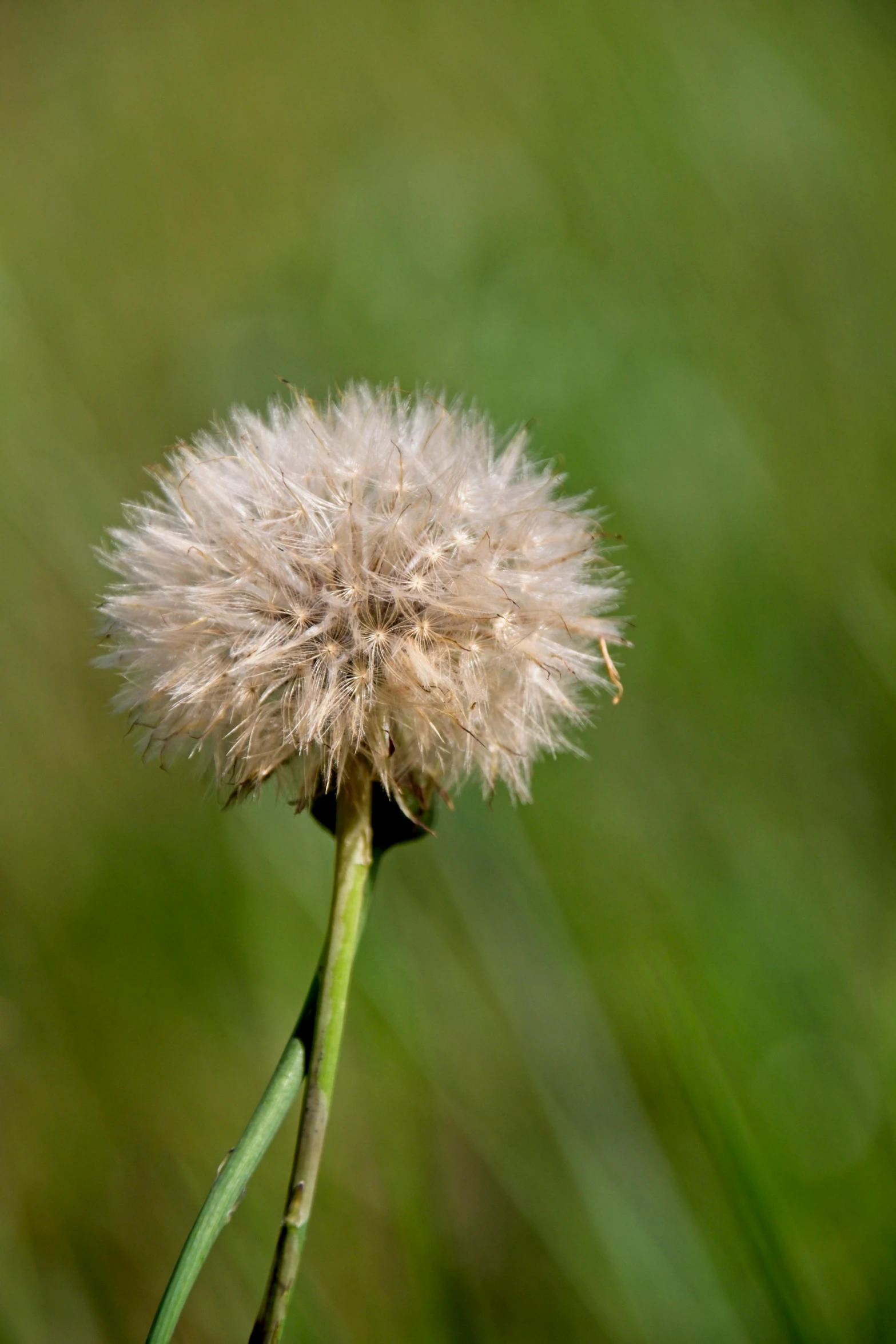 a dandelion in the foreground is a blurry green background