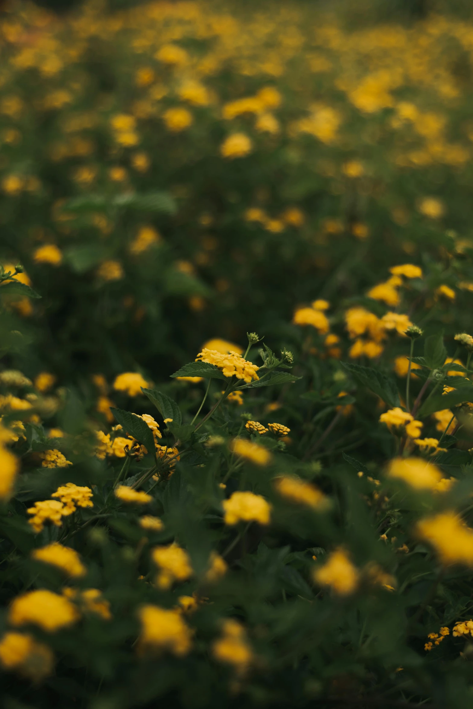 some yellow flowers in the middle of the road