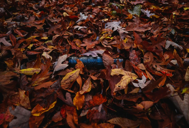 some leafs laying around a blue bottle on the ground