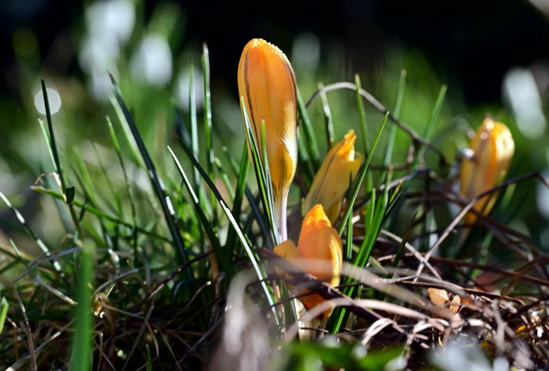 small yellow flowers growing in the grass