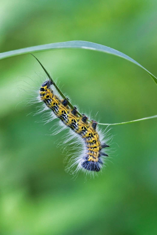 a monarch erfly larva puppies out on a green stem