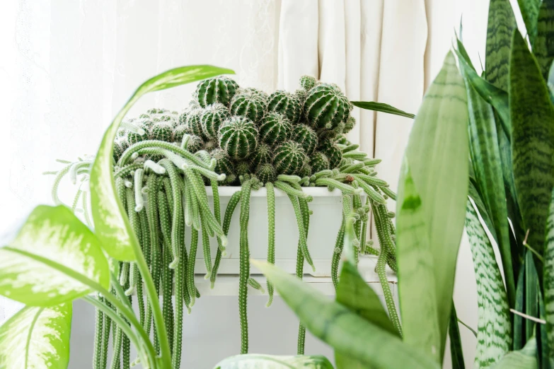 a bunch of house plants in a white container