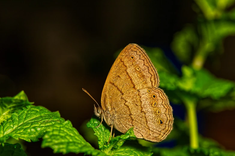 two large erflies resting on the leaves of a plant