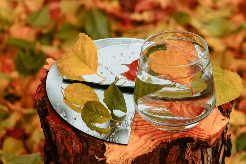 a plate with a bowl on it and leaves around it