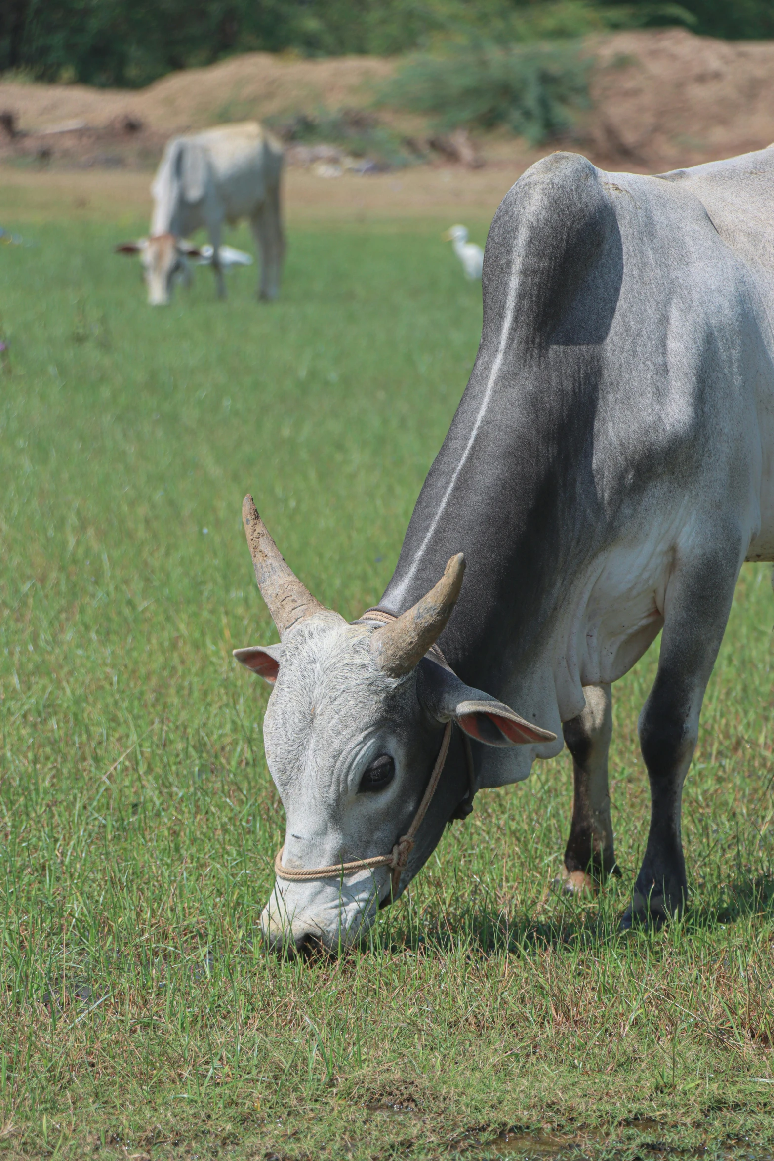 a close up of a cow grazing on grass