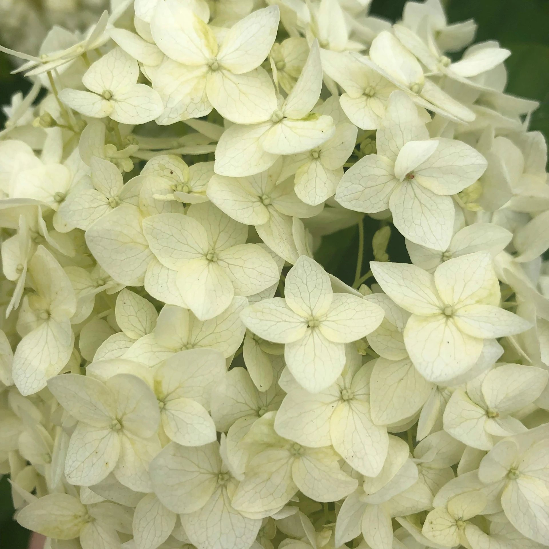 closeup image of white flowers that have been bloomed