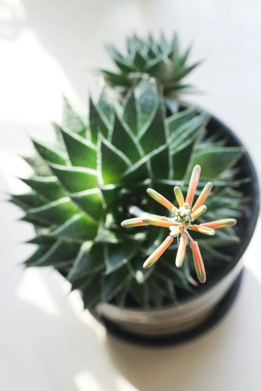 a green potted plant has very long flowers