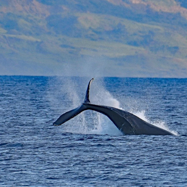 a humpback whale's tail flups out of the ocean