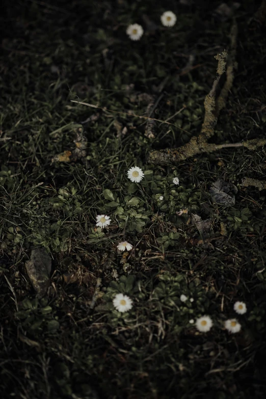 white flowers are scattered around the ground in a field