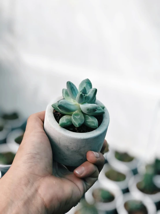 a person is holding a plant inside of a small pot