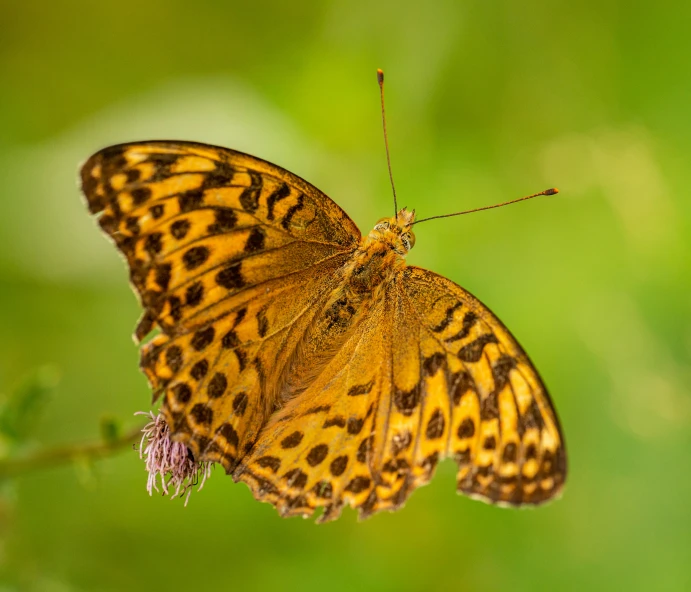 a erfly is sitting on a plant and looking away from the camera