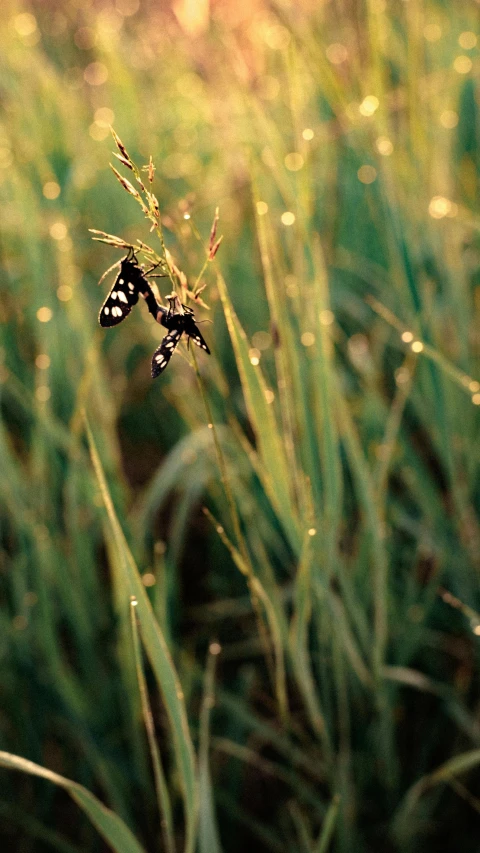 erfly on a flower in the middle of the grass