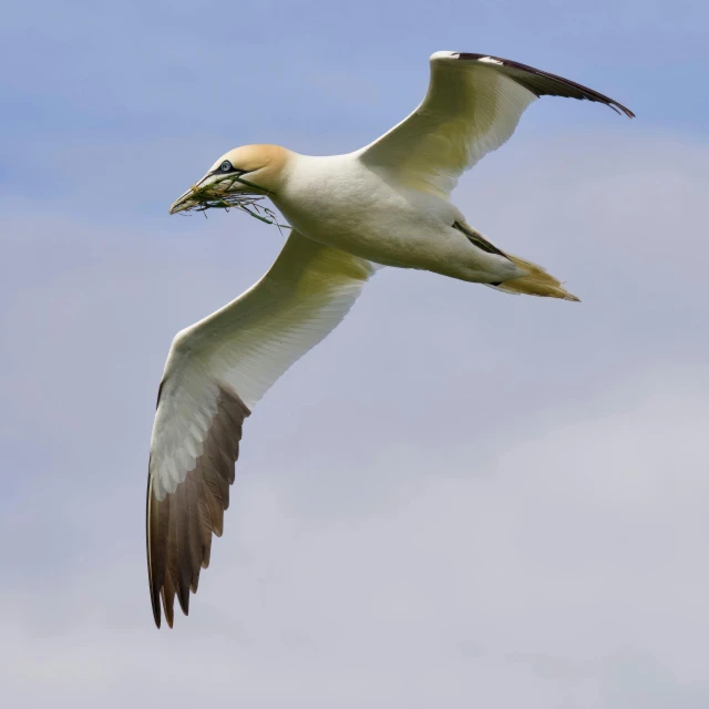 a bird with a meal in it's beak flying through the sky