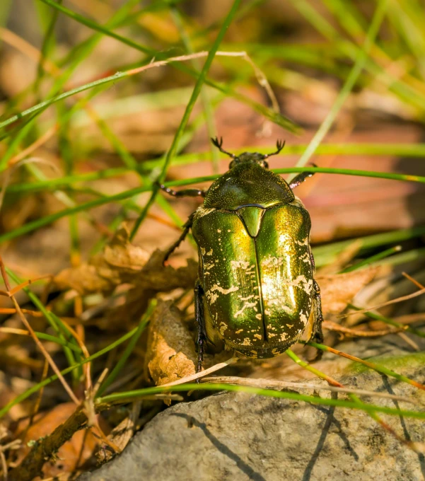 a beetle sitting on top of a rock next to a green plant