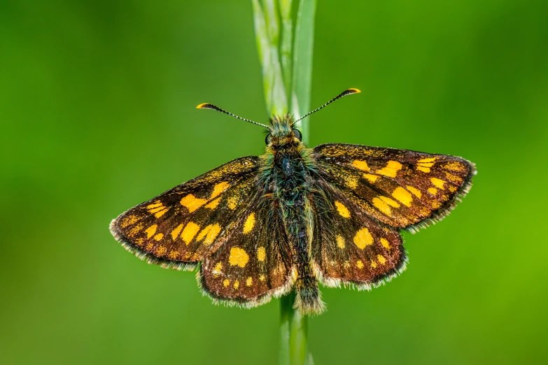 a close up of a brown and yellow erfly