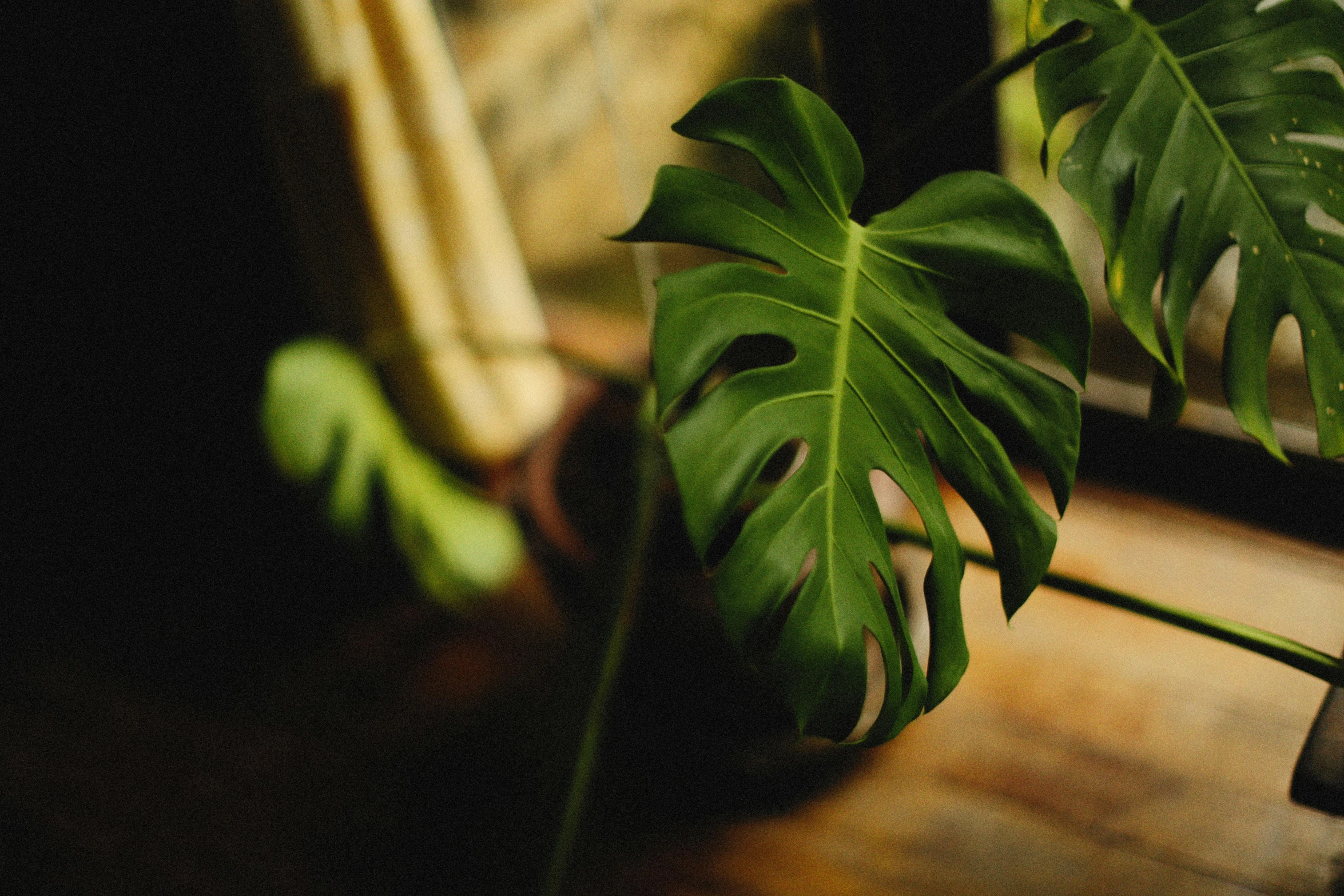 a plant that has been placed in the corner of a table