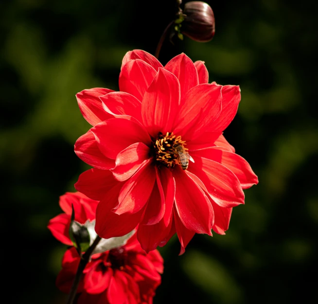 two red flowers in a vase on a table