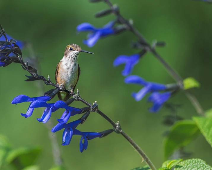 there is a small bird sitting on a tree nch