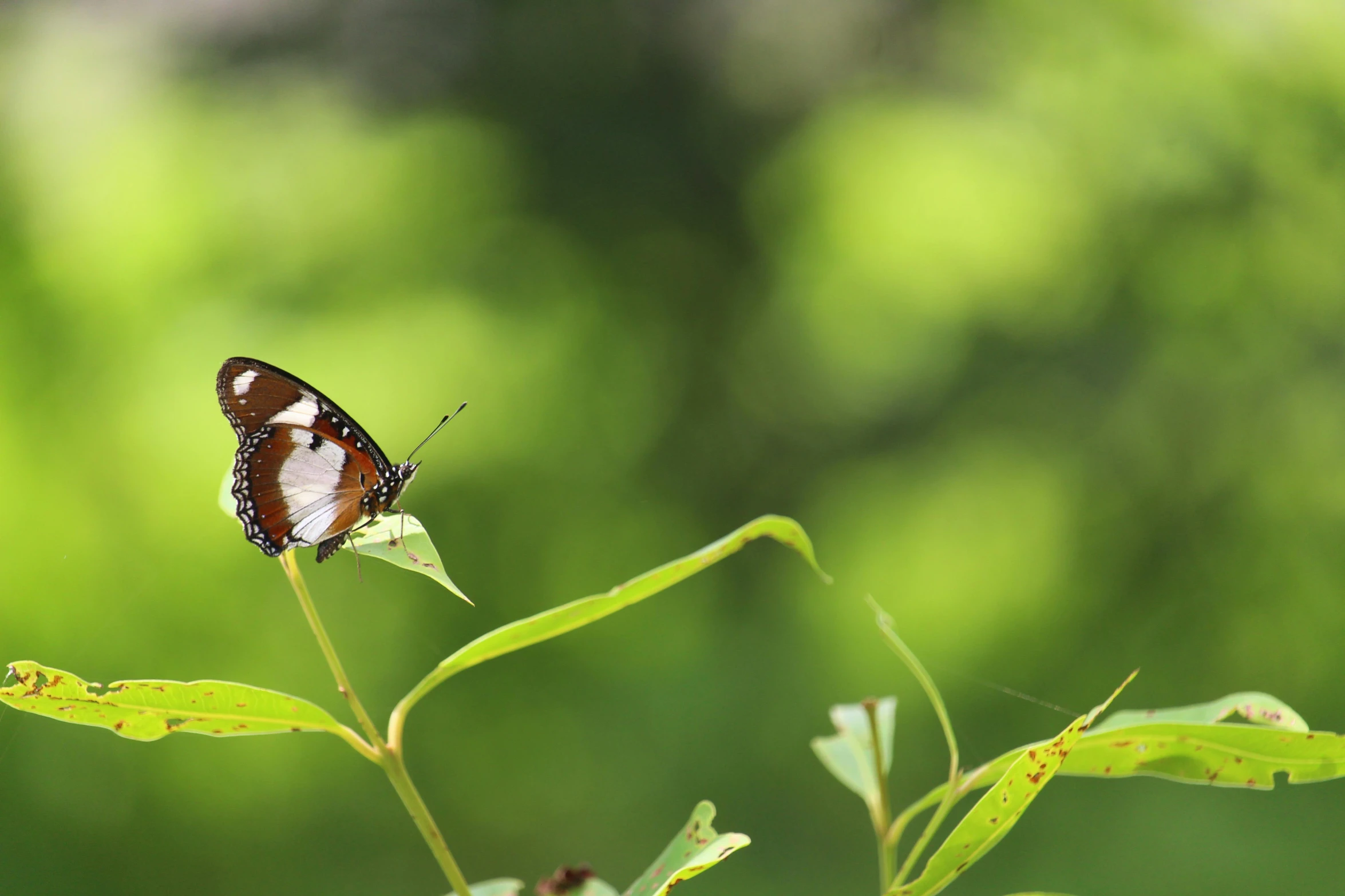 a close - up view of a brown and white erfly sitting on a leaf