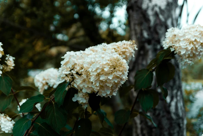 the white flowers on a tree are blooming