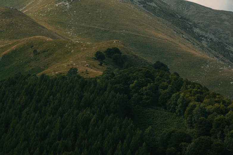 the mountains are covered with a thick layer of grass