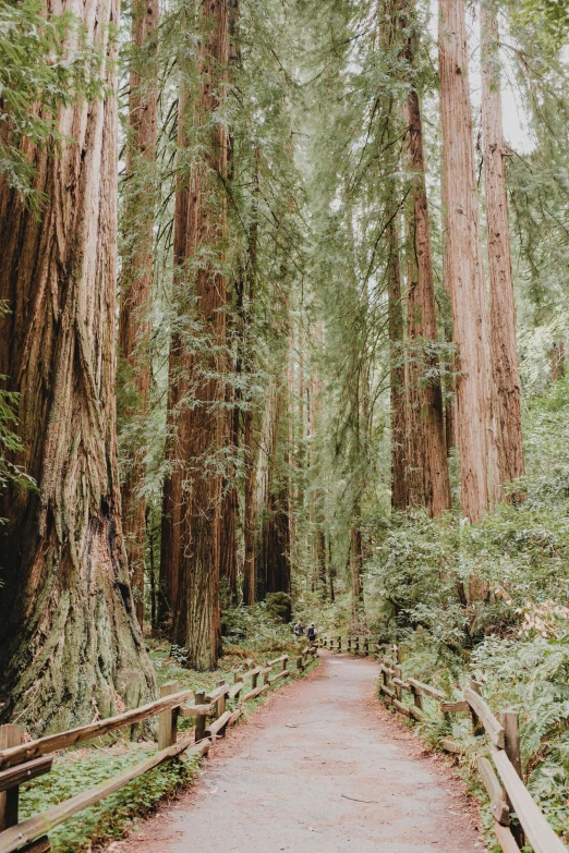 a path with large trees and fencing in the middle of it