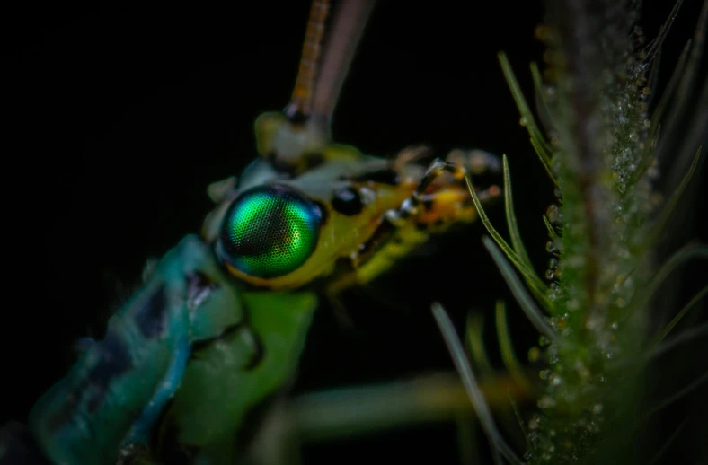 the insect has green eyes that are reflecting in it's eyes