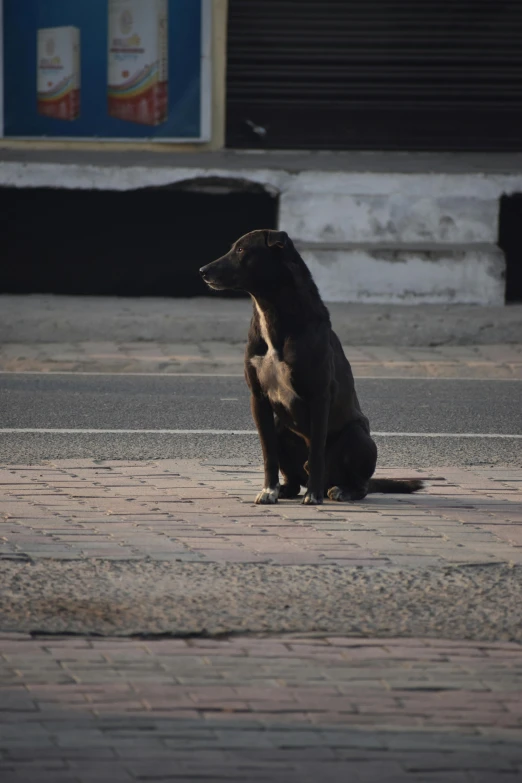 the small dog is sitting down on the sidewalk