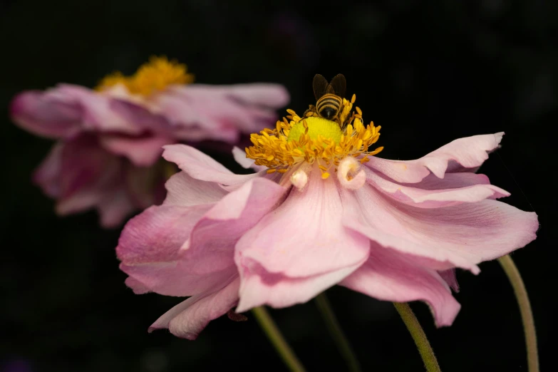 two pink flowers with a bee sitting on one of them